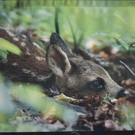 Du Cheval Blanc D'houmont アパート *